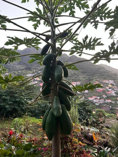 Casa Miguel Villa Machico  Dış mekan fotoğraf